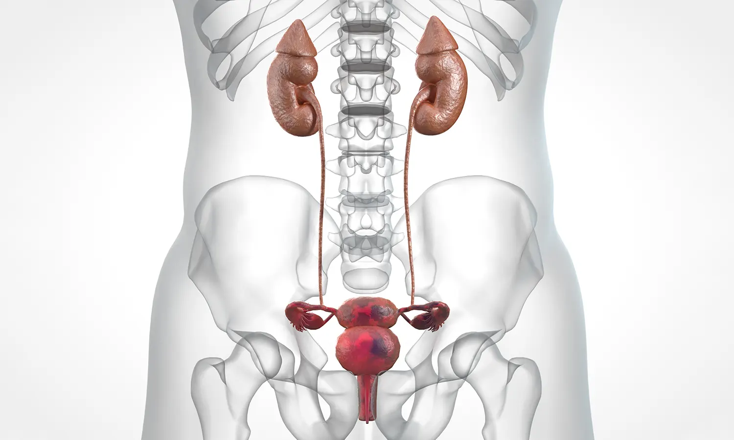 Urology